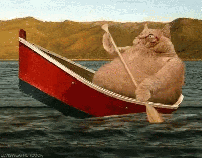 boat cat gif boat