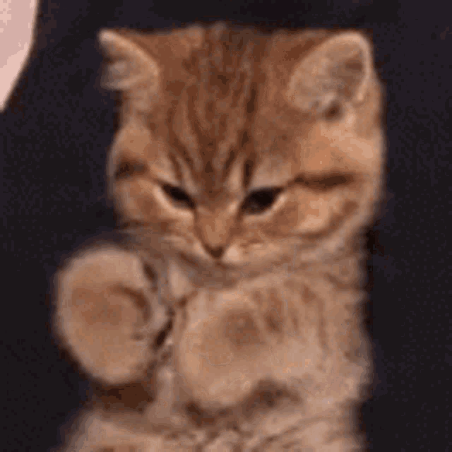 Kitten Waving GIF - Kitten Waving Hi GIFs