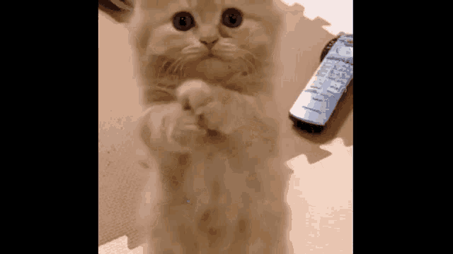 Kitten Paws GIF - Kitten Paws Cute - Discover & Share GIFs