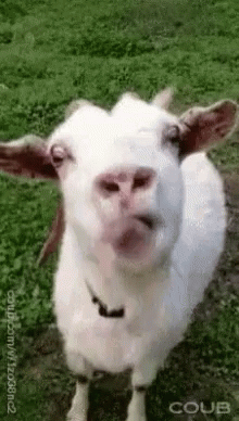 Cold Friday Goat GIF - ColdFriday Goat Mlem - Discover & Share GIFs