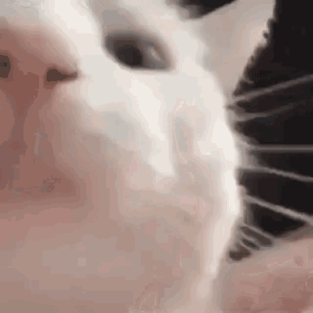 Cat Cat Vibing GIF - Cat CatVibing CatDancing - Discover ... Cat Cat Vibing GIF - Cat CatVibing CatDancing - Discover ...