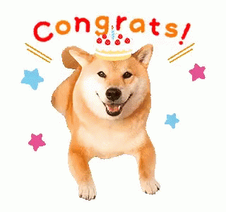 Image result for congrats dog gif