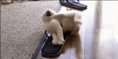 cat in flip flop