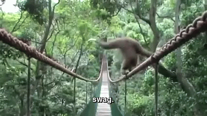 pix Monkey On Cell Phone Gif tenor