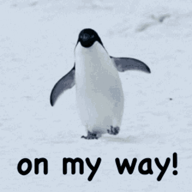 Penguins On My Way GIF Penguins OnMyWay Discover & Share GIFs