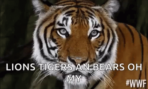 Lions And Tigers Fighting GIFs | Tenor
