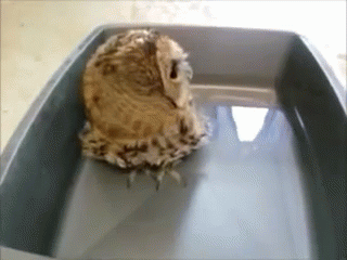 Happy Birthday Owl Gifs Tenor