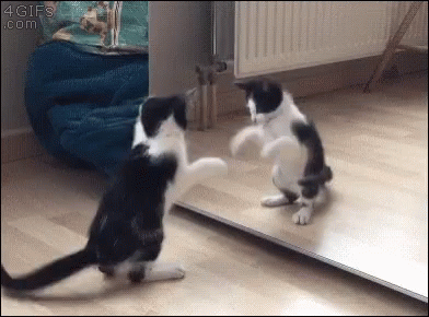 Cat Mirror GIF Cat Mirror Play Discover Share GIFs