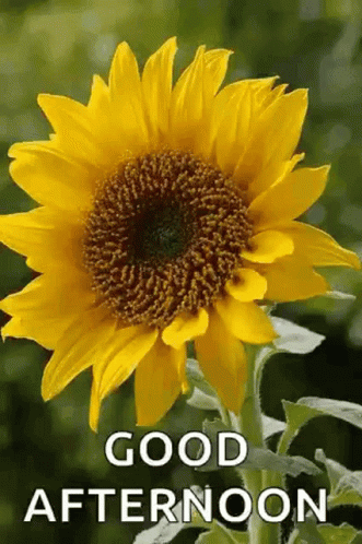 Good Afternoon Flowers GIF - GoodAfternoon Flowers Greetings - Discover ...