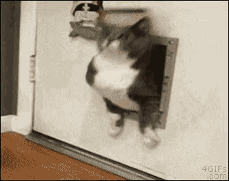 Fat Cat Cute GIF - FatCat Cute Here - Discover & Share GIFs