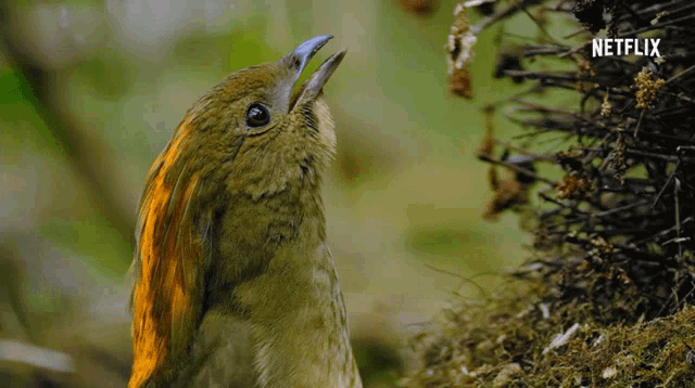 Image result for Mockingbirds GIF