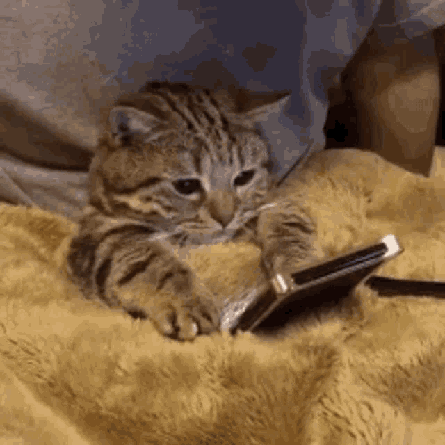 Tired Cat GIF Tired Cat Texting Discover & Share GIFs