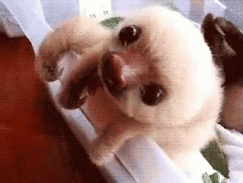 Baby Sloth Gifs Tenor Baby Sloth Gifs Tenor