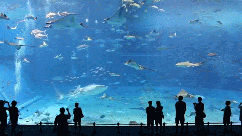 Kuroshio Sea - 2nd Largest Aquarium Tank In The World GIF - Fish ...