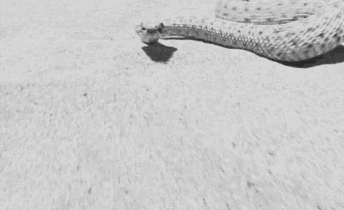 HAHAHA, the SNAKE STRIKES FAST | Sherdog Forums | UFC, MMA & Boxing