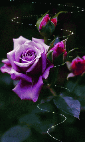 Violet Flowers GIF - Violet Flowers - Discover & Share GIFs