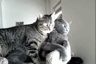 Affection Gifs Tenor