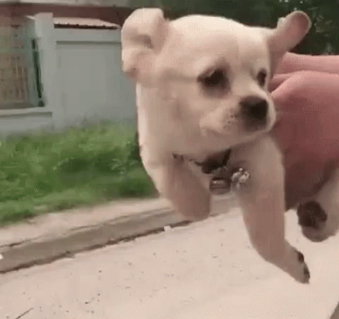 cute puppy gifs tenor