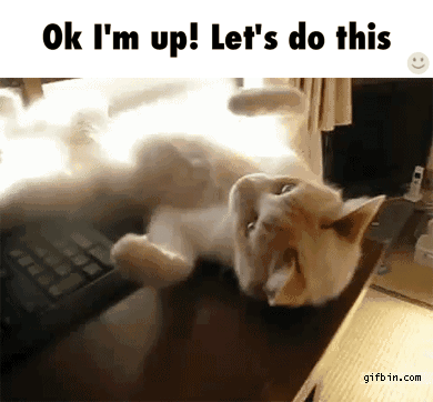 Let S Go Gif Cat Letsgo Followme Discover Share Gifs Let S Go Gif Cat Letsgo Followme Discover Share Gifs