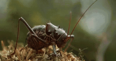 cricket sounds gifs cricket sounds gifs