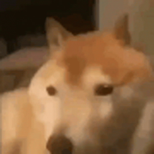 Bonk Dog GIF - Bonk Dog Smash - Discover &amp; Share GIFs