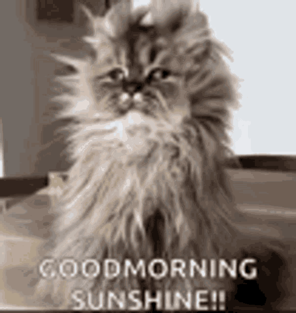 Good Morning Sunshine GIF - GoodMorning Sunshine Cat - Descubre ...