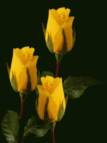 Yellow Flowers GIF - Yellow Flowers - Discover & Share GIFs