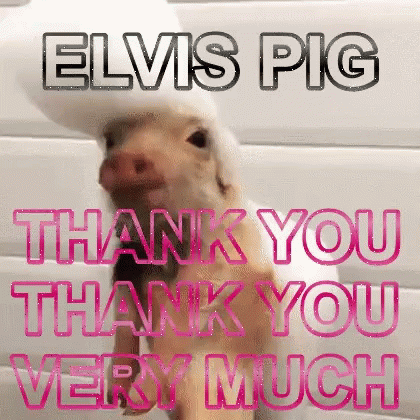 Image result for thank you gif pig"