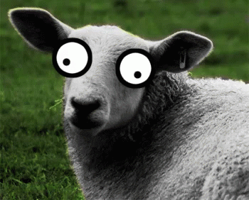 Image result for surprised sheep gif