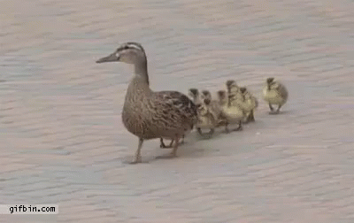 Image result for mother duck gif