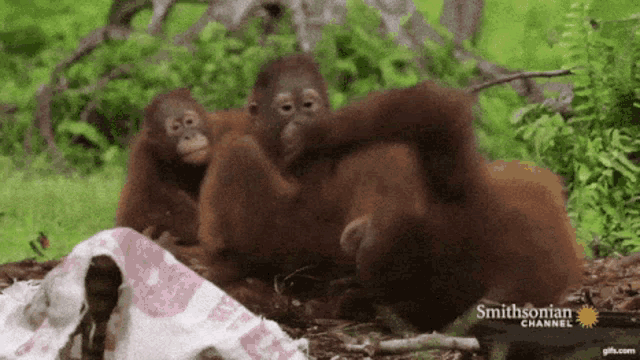 Orangutan Baby Orangutan GIF - Orangutan BabyOrangutan Monkey GIFs