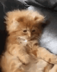 cute fluffy gif cute fluffy kitty discover share gifs
