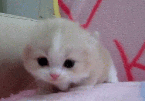  Cat  Cute  GIF  Cat  Cute  Kitten  Discover Share GIFs 