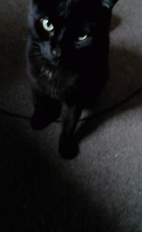 Black Cat Cute Gif Blackcat Cute Cat Discover Share Gifs