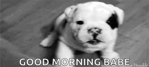 15+ Best New Cute Puppy Good Morning Dog Gif - Alice T. Jones