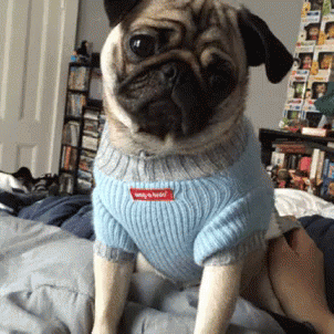 pug funny gif pug funny sweater discover share gifs