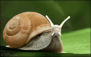 Bildresultat för moving snail gif