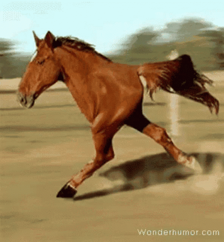 Horse Running GIF - Horse Running Run - Discover & Share GIFs