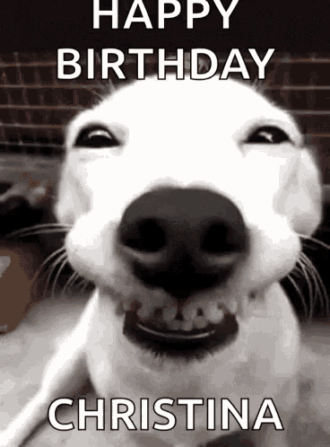 Happy Birthday Wishes From Cute Dogs Funny Dogs Birthday Wishes Youtube