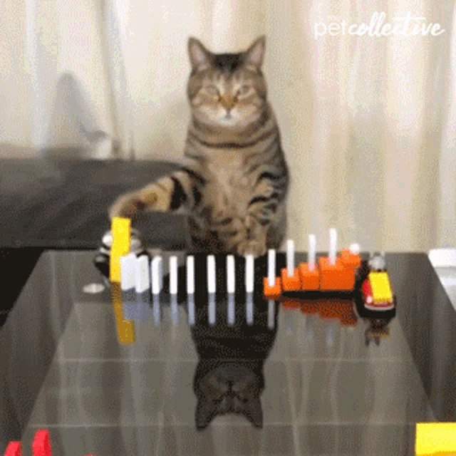 Domino The Pet Collective GIF - Domino ThePetCollective Cat GIFs