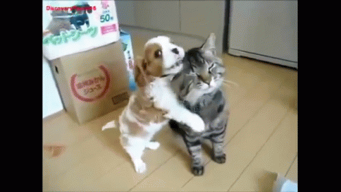 Puppy Love Gif Puppy Kitten Snuggle Discover Share Gifs