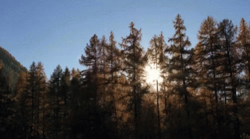 Trees Mountain GIF - Trees Mountain Sun - Discover & Share 