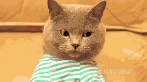 Cat Typing GIF - Cat Typing GIFs