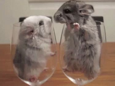 cute gifs tenor
