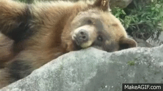 Bear Sleeping GIF - Bear Sleeping Tired - Discover & Share GIFs