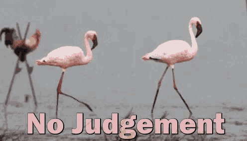 No Judgment Rooster GIF - NoJudgment Rooster Flamingo - Discover ...