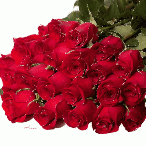 Red Roses GIF - Red Roses Mep - Discover & Share GIFs