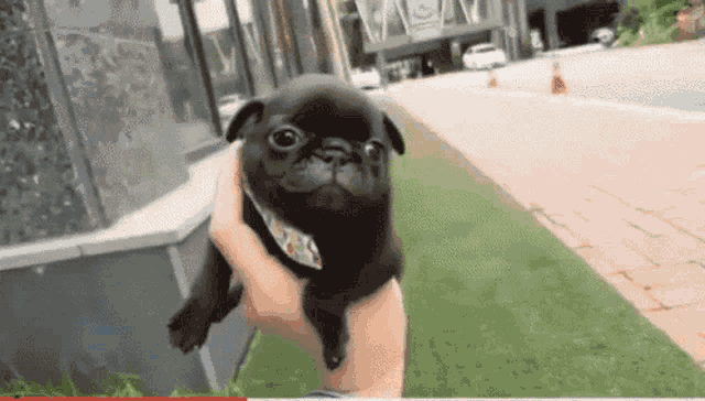 Cute Baby Pug Pictures GIFs | Tenor