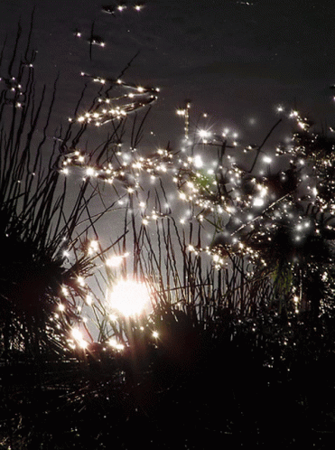 Sparkling Nature GIF - Sparkling Nature Grass GIF's