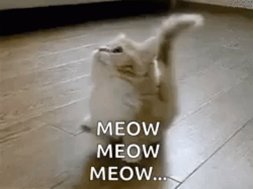Popular Meow Gif Cat Kitten Meow Discover Share Gifs - vrogue.co